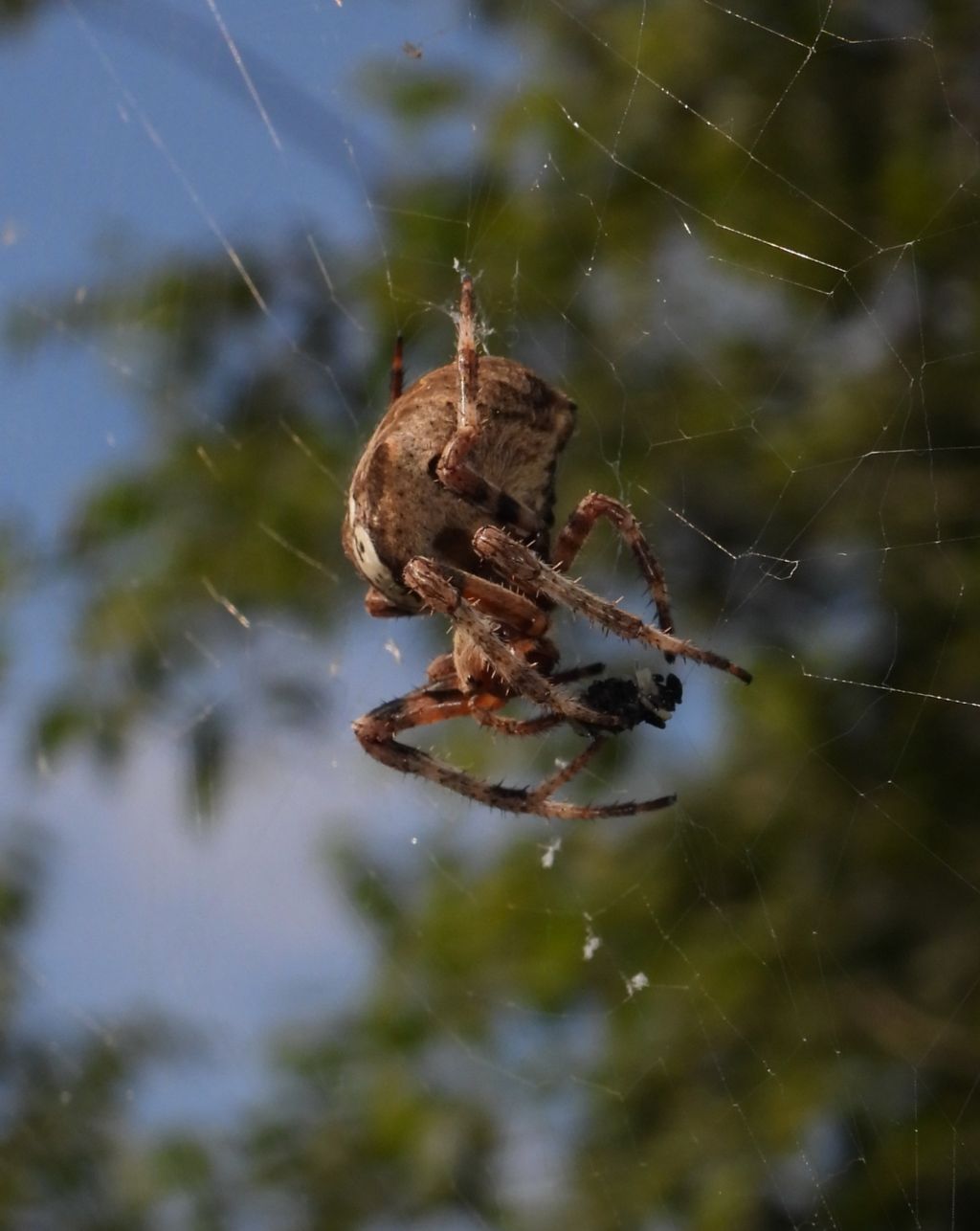 Araneidae ID